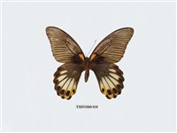 藏品(大鳳蝶)的圖片